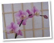 Orchidee